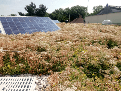 Ukázka realizace zelené střechy na Chodově